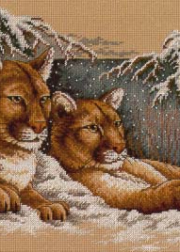Snowy cougars