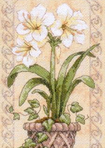 Amaryllis in Bloom