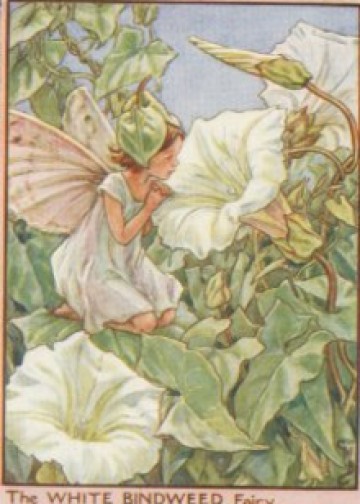 The White Bindweed Fairy
