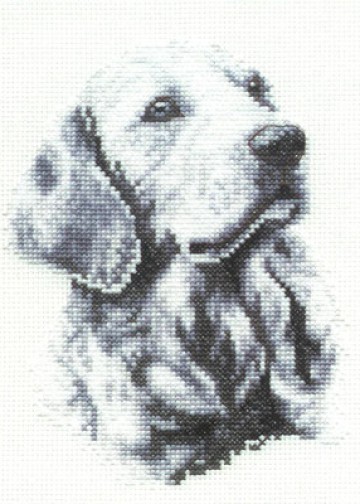 _Golden_Retreiver_