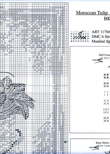 BK223 Moroccan Tulip_3