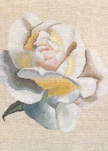 XC1041 White Rose